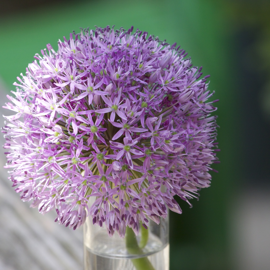 Allium